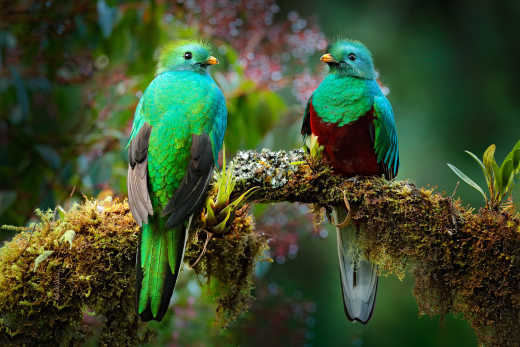 Costa Rica Montverde Biologisches Reservat