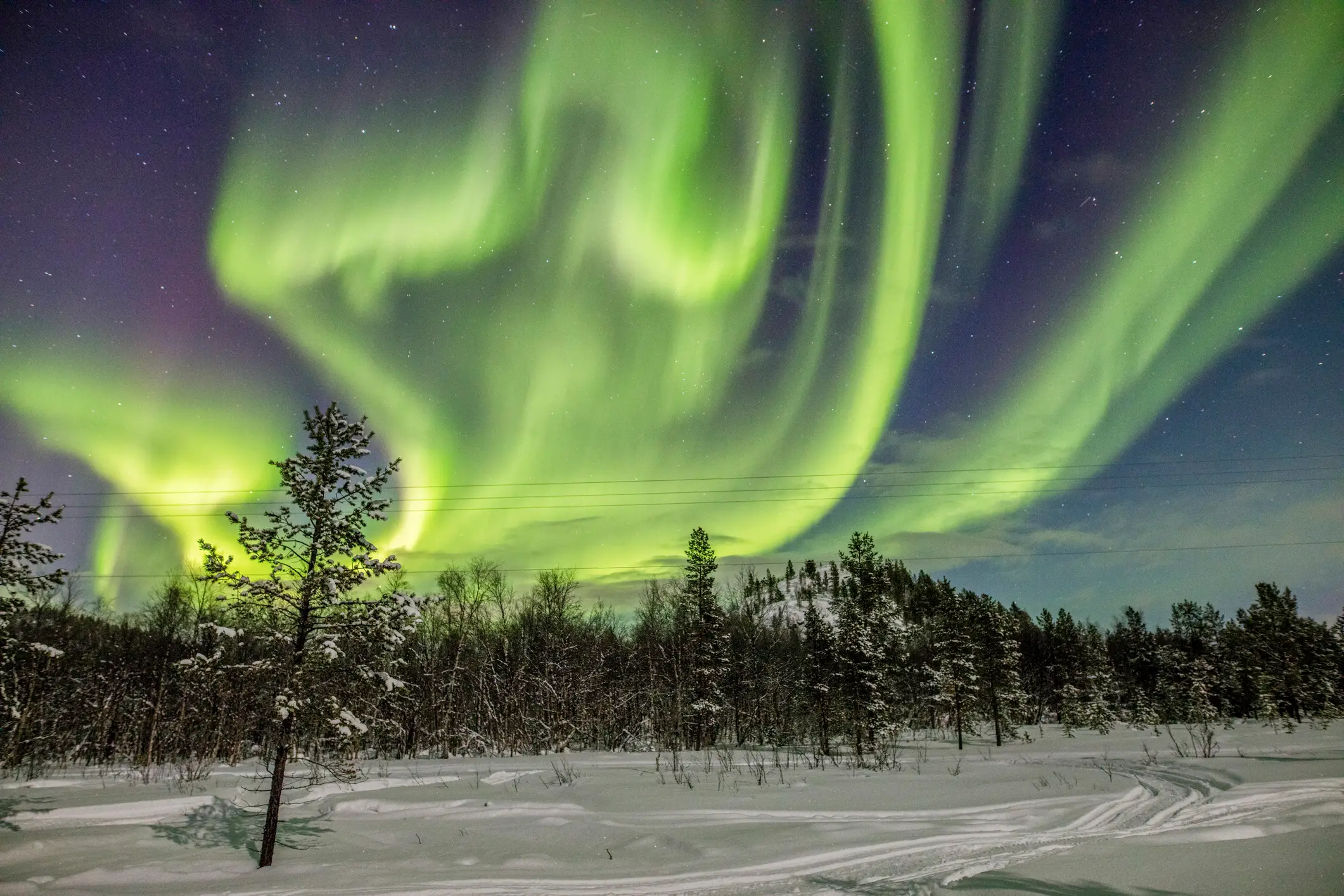 Ansicht der Aurora Borealis über Wald in der Nähe Kirkenes, Norwegen.