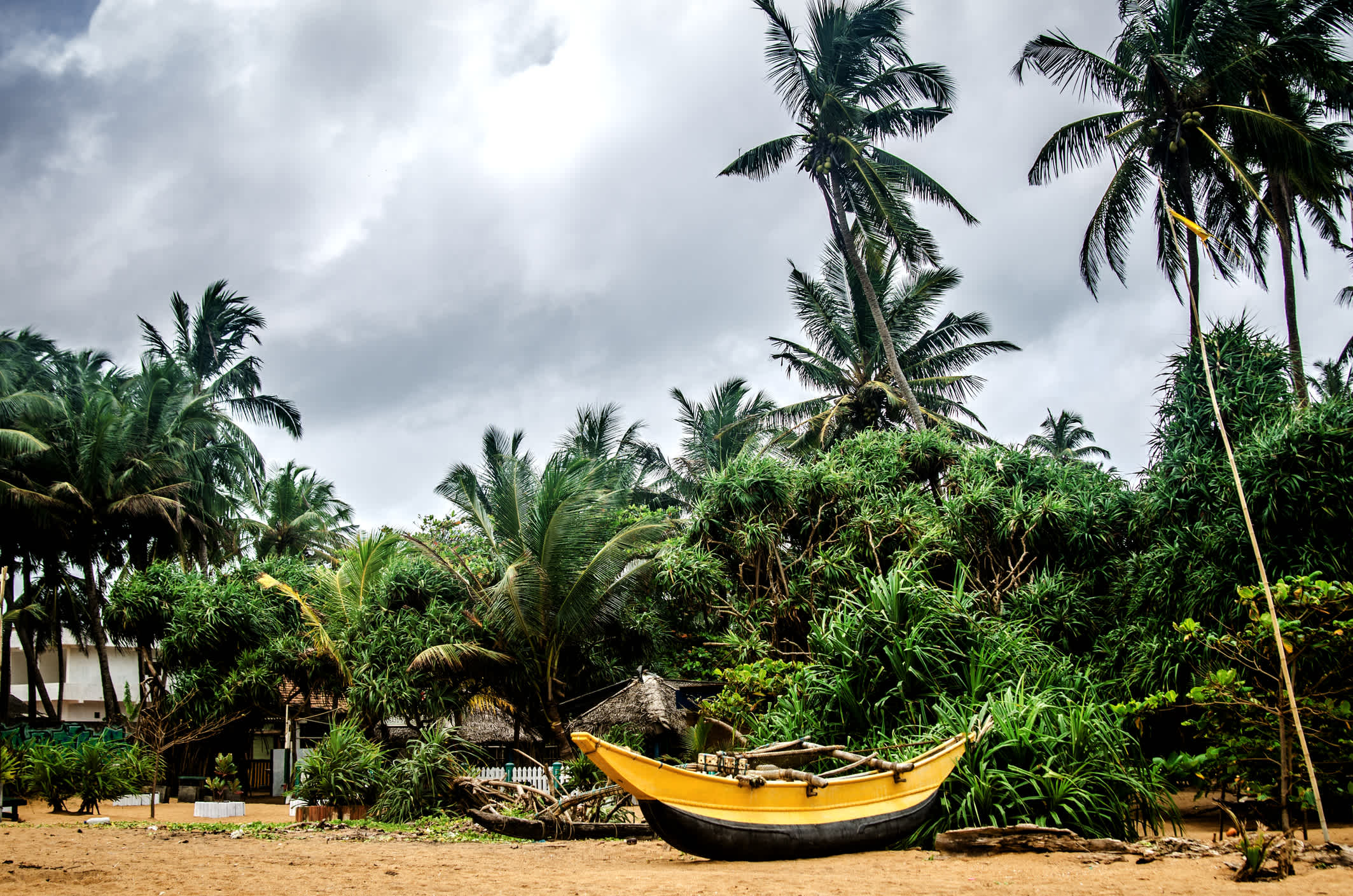 Bateau de pêche sur le sable sous les palmiers sur la plage de Kalutara, Sri Lanka.