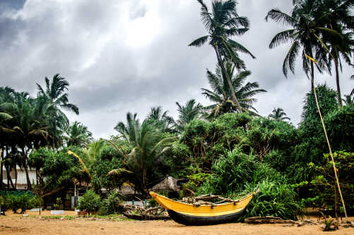 Fischerboot auf dem Sand unter den Palmen auf dem Kalutara Beach, Sri Lanka.