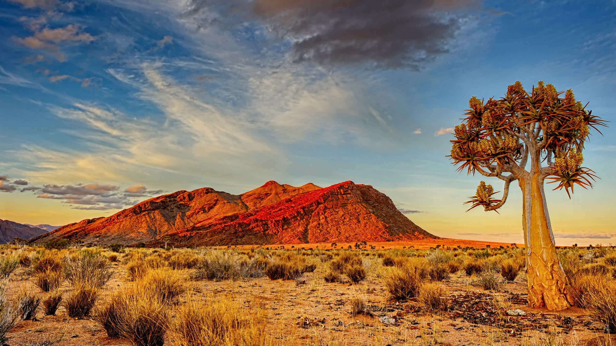 Arbre au crépuscule, devant un rocher rouge, désert du Kalahari, Namibie