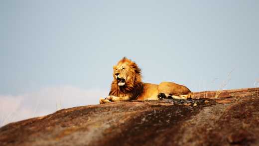 Magnifique lion allongé sur le sol dans le célèbre parc national du Serengeti pendant un safari en Tanzanie. 