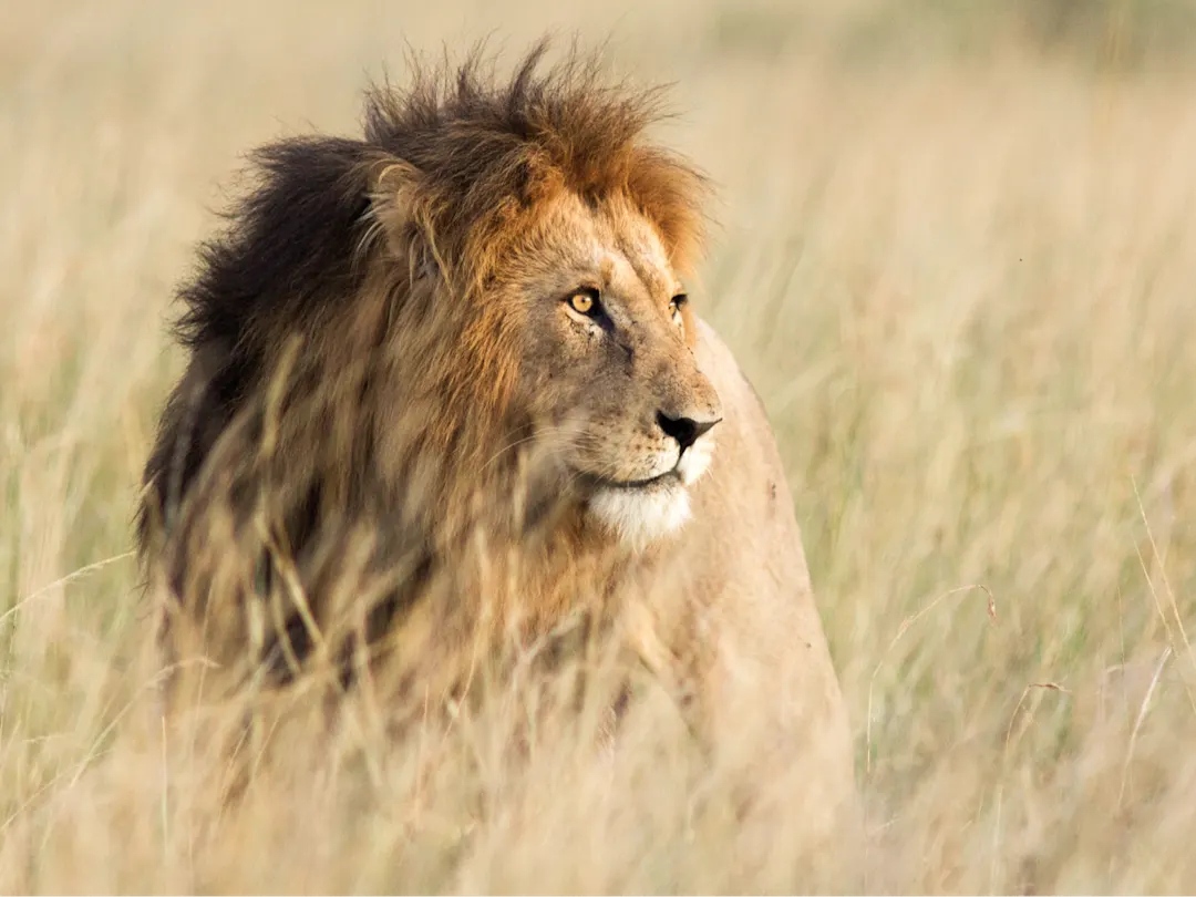Auf einer Afrika Rundreise können Sie Löwen im Serengeti Nationalpark in Tansania beobachten.