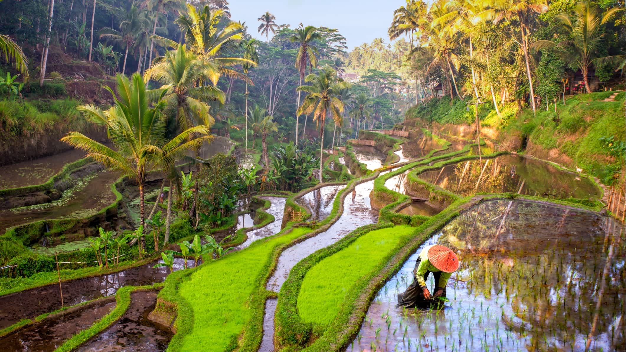 Reisfeld-Arbeiter in Ubud, Bali, Indonesien.

