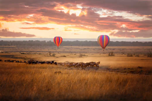 Lever de soleil sur le Masai Mara, avec deux montgolfières et un troupeau de gnous dans l'herbe d'avoine rouge, typique de la région