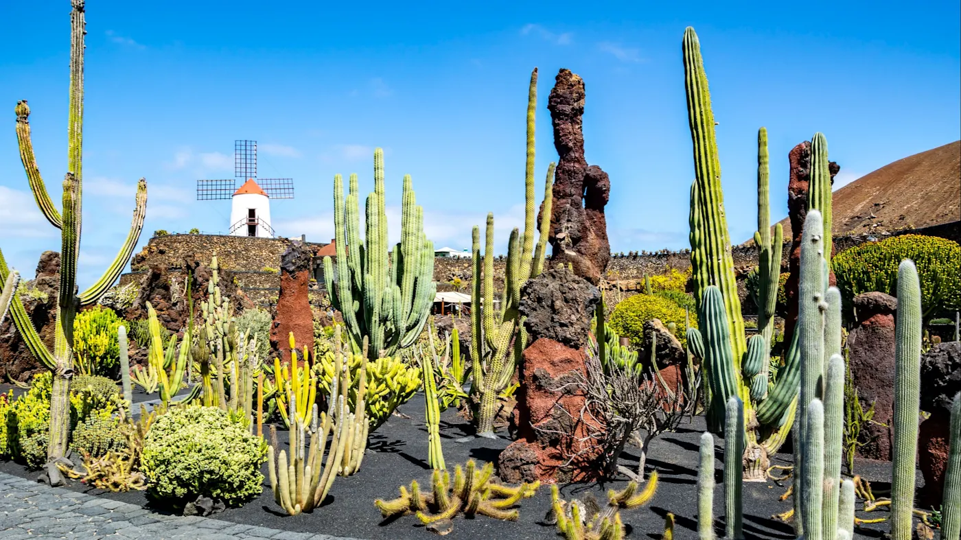 Spanien, Kanarische Inseln, Lanzarote, Guatiza Kakteengarten mit Windmühle und Lavasteinen unter blauem Himmel, Guatiza, Lanzarote, Spanie