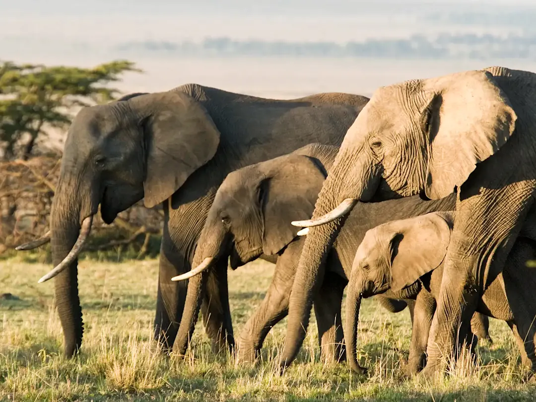 Elefantenherde mit Jungtieren durchstreift die Savanne in der Morgensonne. Masai Mara, Kenia.