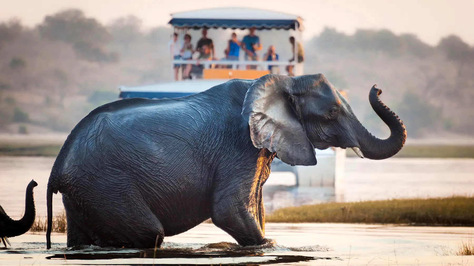 Ein Elefant steht in Ufernähe teilweise im Wasser und hebt seinen Rüssel. Im Hintergrund sehen Menschen von einem Boot auf dem Fluss aus zu, mit Bäumen und weichem Licht in der Ferne.