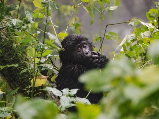 Découvrez une faune et une flore exceptionnelles lors de votre voyage en Ouganda comme ici un bébé gorille dans la jungle.