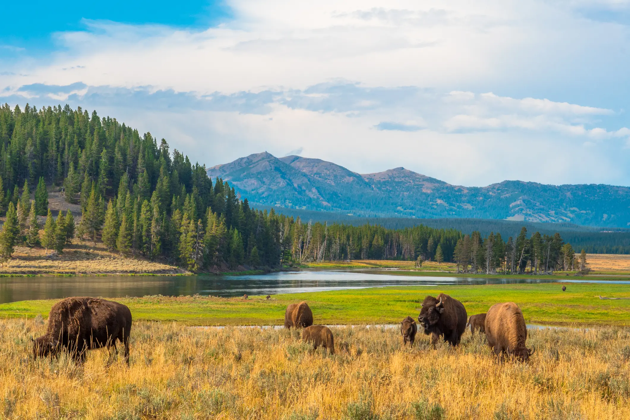 Büffel grasen im Hayden Valley des Yellowstone National Park in den USA