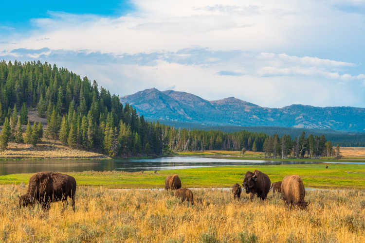 Buffles en train de brouter à Hayden Valley, dans le parc national de Yellowstone, aux États-Unis.

