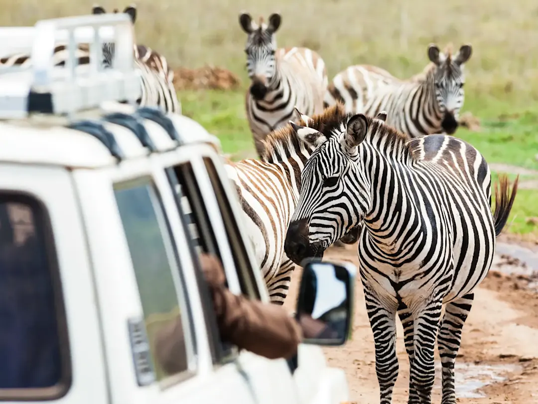 Zebras auf einer Straße bei einem Geländewagen im Gebiet um den Ngorongoro Krater, Tansania