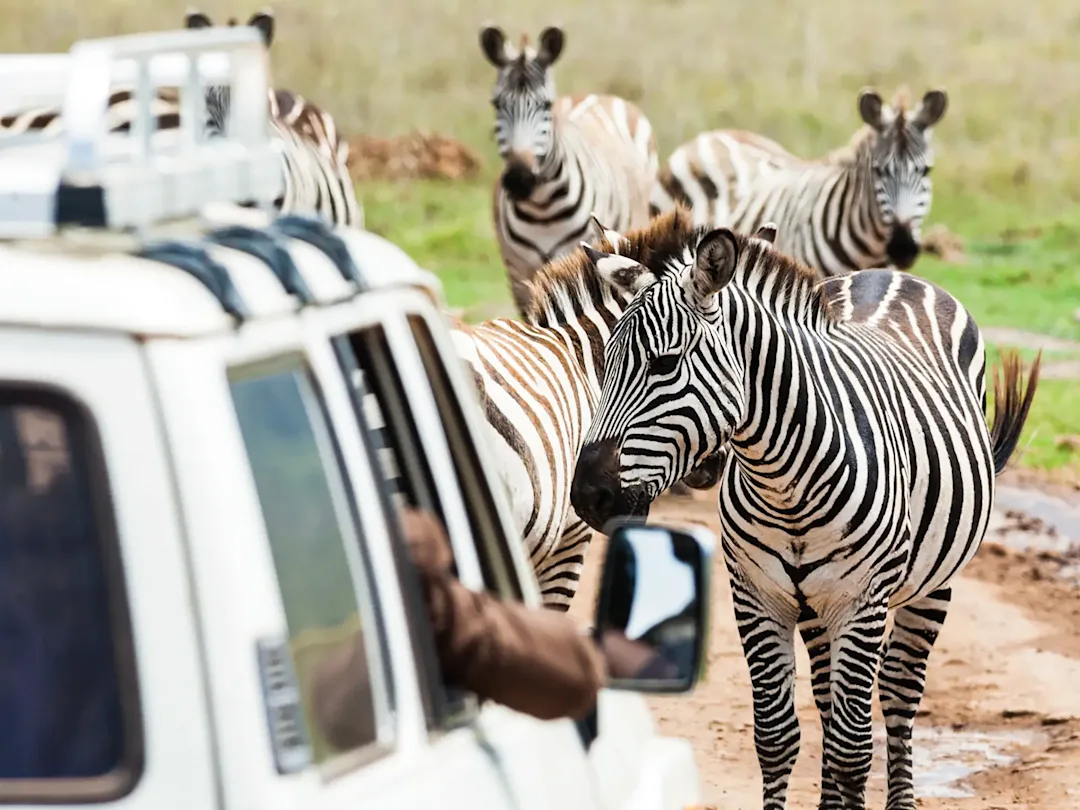 Safari en famille en Tanzanie