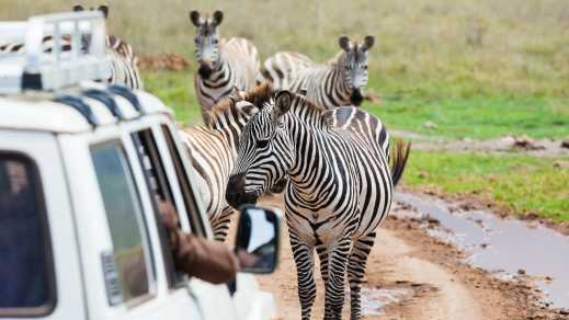 Zebras auf einer Straße bei einem Geländewagen im Gebiet um den Ngorongoro Krater, Tansania
