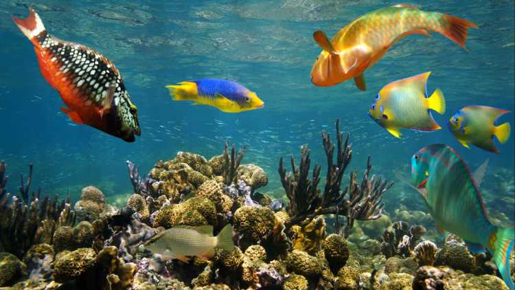 Banc de poissons multicolores et jardin de corail