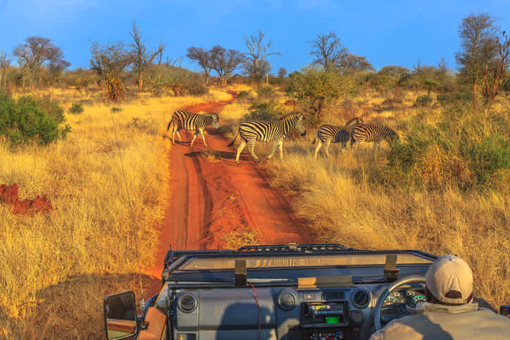 Profitez de votre safari en Afrique du Sud pour admirer les couleurs et les animaux de la savane comme ici un troupeau de zèbres qui traversent une route de sable rouge devant un 4x4.