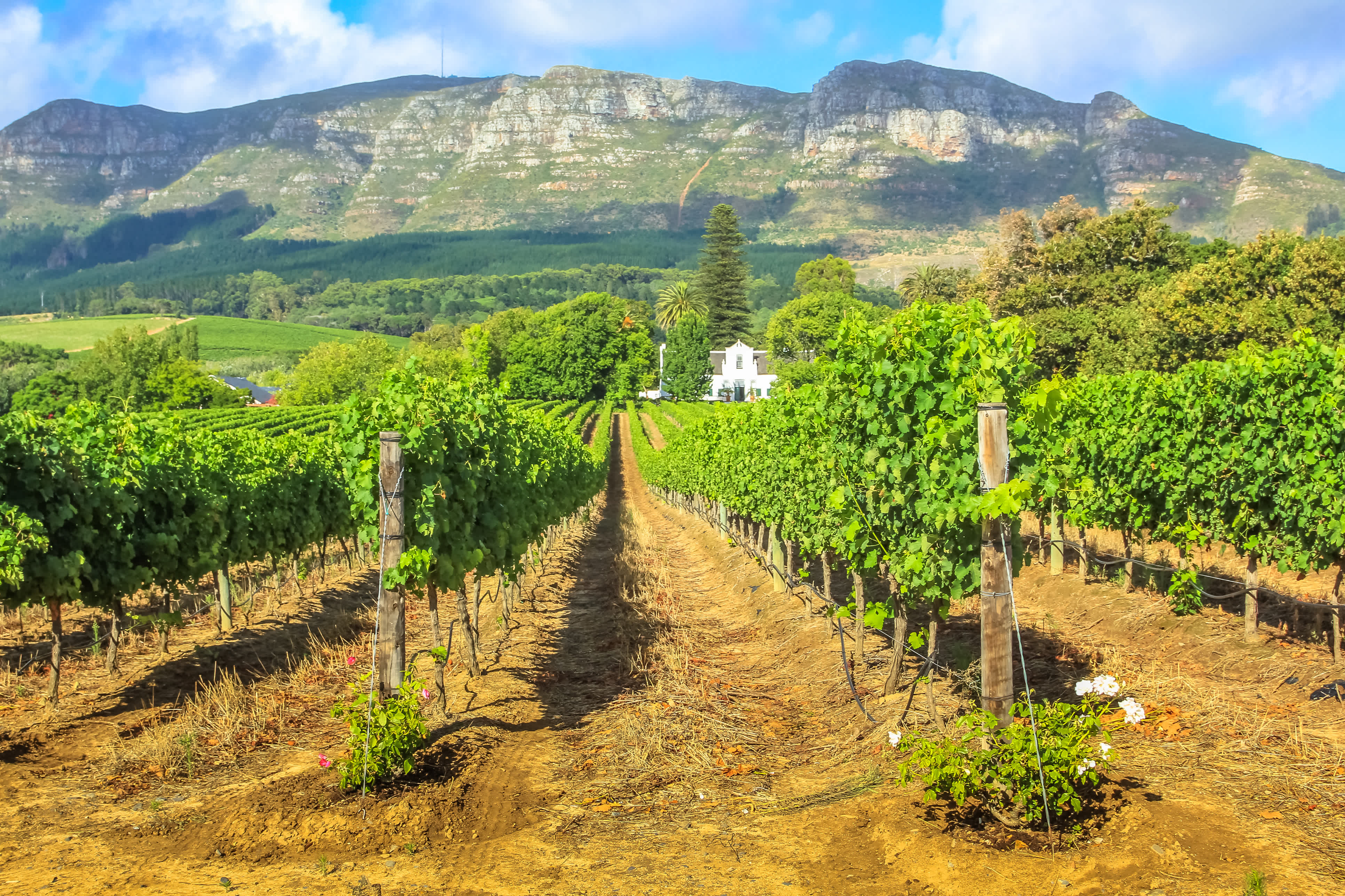 Vue sur les vignobles à Stellenbosch, l'étape idéale pour tous les amateurs de vin lors d'un voyage en Afrique du Sud.