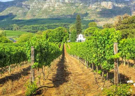 Africa , South Africa, Stellenbosch, view of a sunny green vineyard with a mountain in the background.