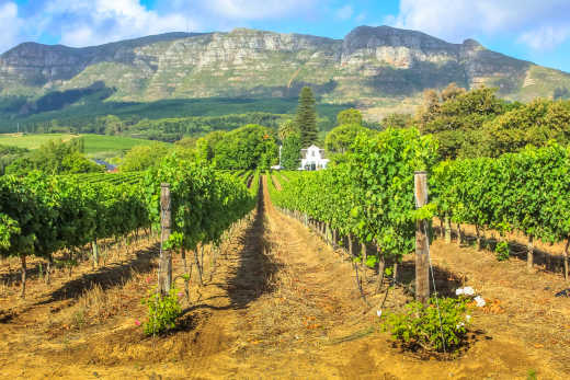Africa , South Africa, Stellenbosch, view of a sunny green vineyard with a mountain in the background.