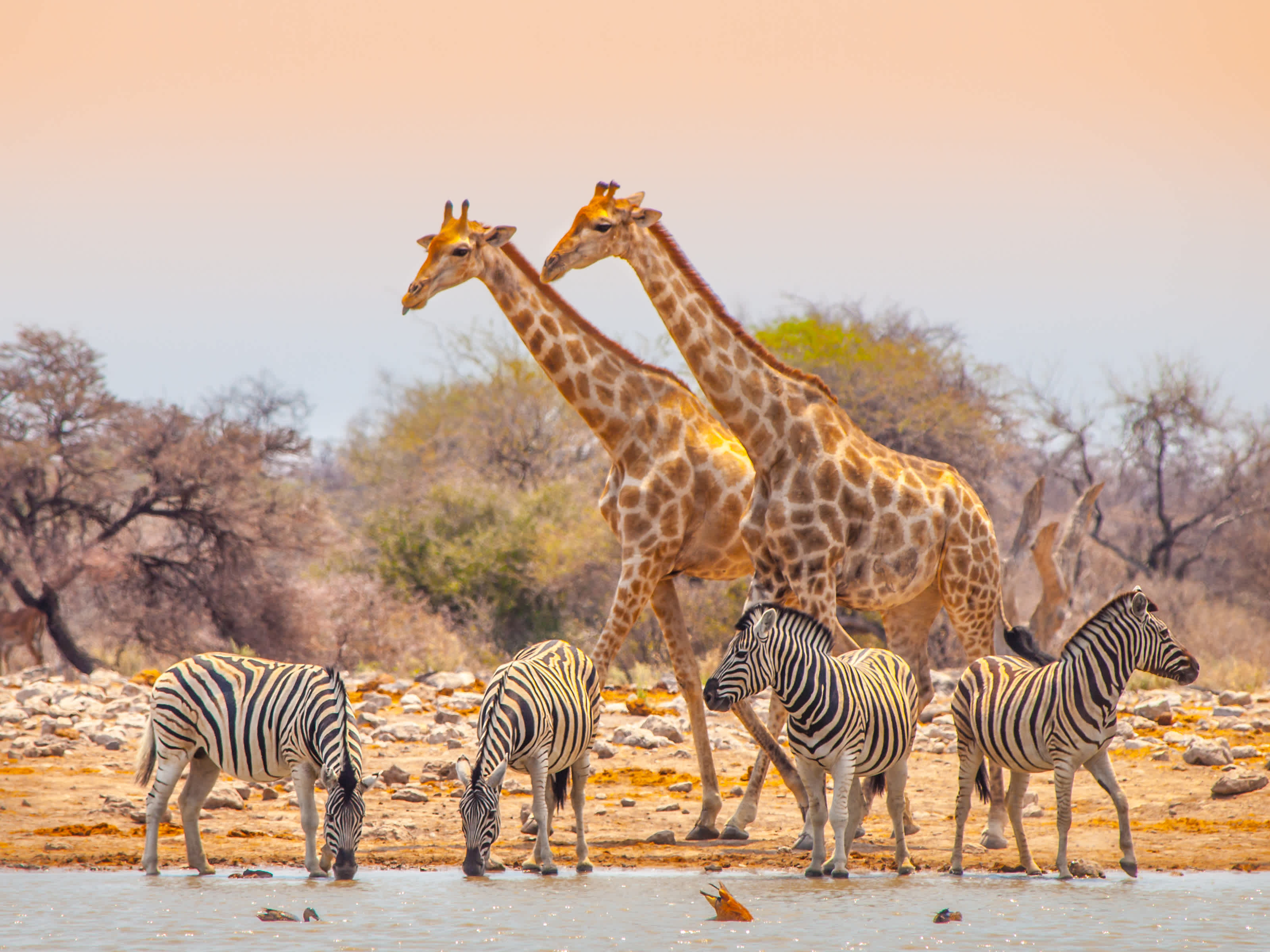 Girafes et zèbres au bord d'un point d'eau