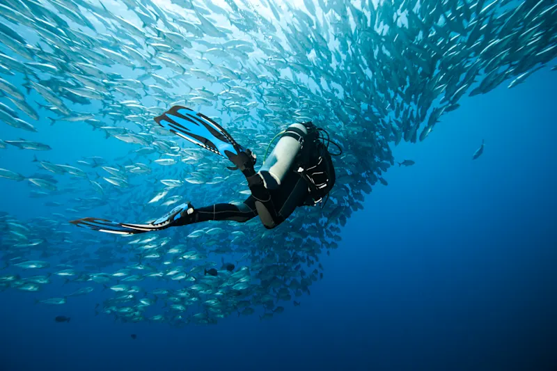 Taucher schwimmt im klaren blauen Wasser, umgeben von einem wirbelnden Schwarm silbriger Fische im Ozean.