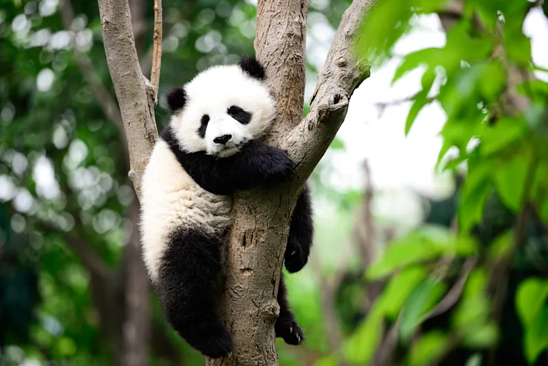 Ein Baby-Riesenpanda auf dem Baum, in einem Naturschutzgebiet, Chengdu Stadt, Provinz Sichuan in China.

