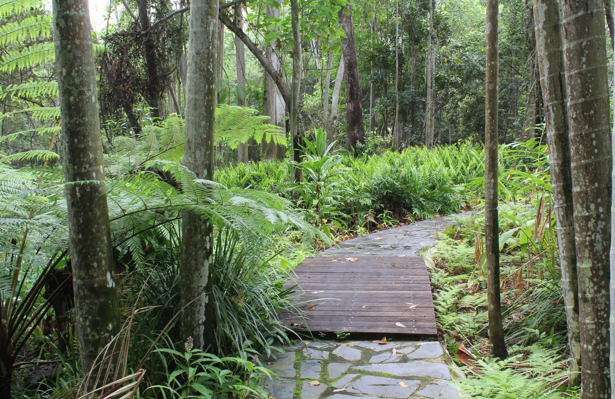 Holzbrücke in den Tondoon Botanic Gardens in Gladstone, Queensland, Australien. 