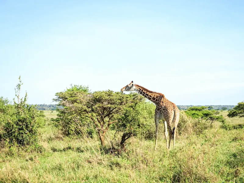 Kenia, Safari, Familienreise Giraffe im Grasland, die Blätter von einem Baum frisst. Kenia.