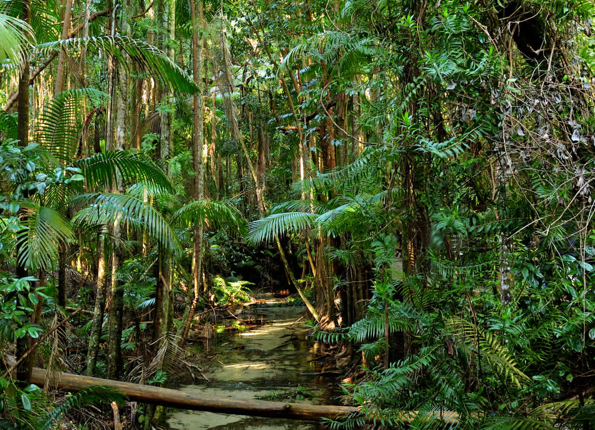 Hike accross the luxurious Pile Valley Rain Forest during your Fraser Island Tour.