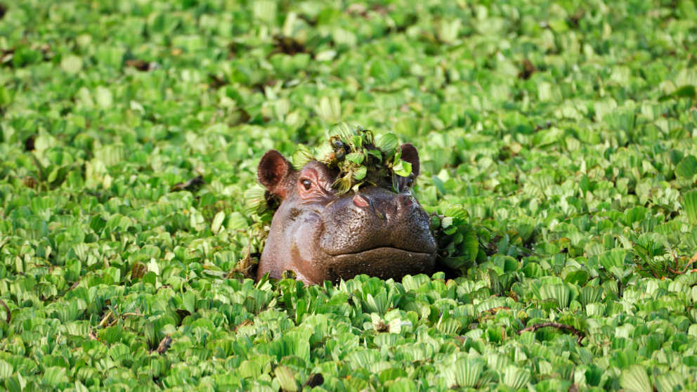 Entdecken Sie Nilpferde bei Ihrer Botswana Safari!