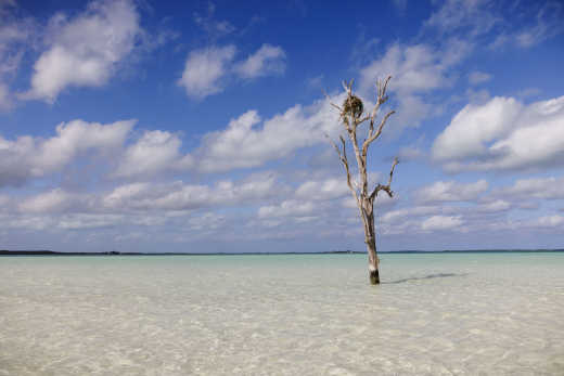 Der ikonische Lone Tree auf Harbour Island, Bahamas
