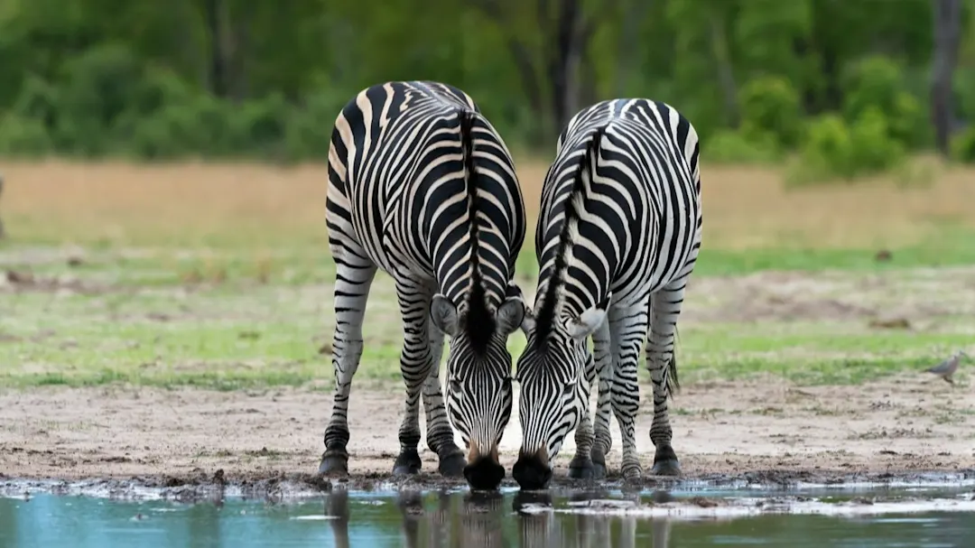 Zebras trinken an einer Wasserstelle in Hwange-Nationalpark, Simbabwe