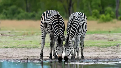 Autotour au Botswana - Image 1