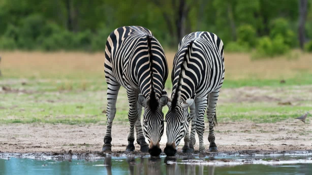 Zebras trinken an einer Wasserstelle in Hwange-Nationalpark, Simbabwe