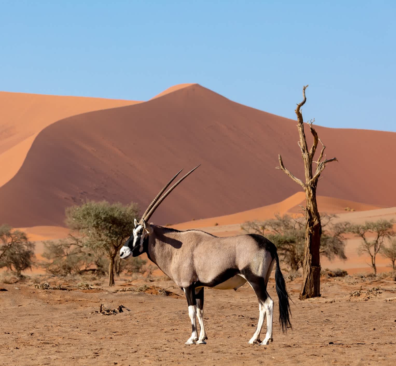 Oryxgazellen in Sossusvlei, Namib-Wüste, Namibia.
