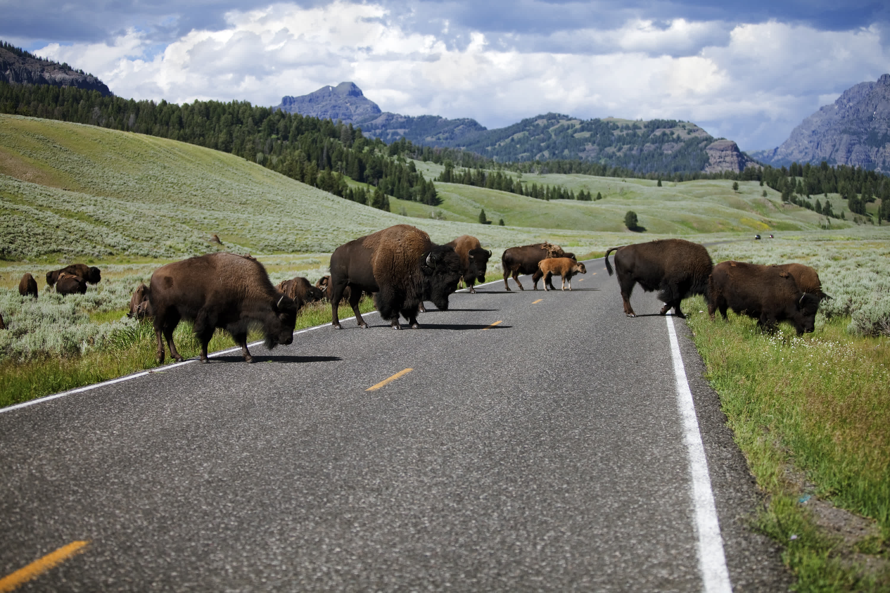 See wild bison during your Yellowstone Vacation, pictured here crossing the road, as part of a tour of North America.