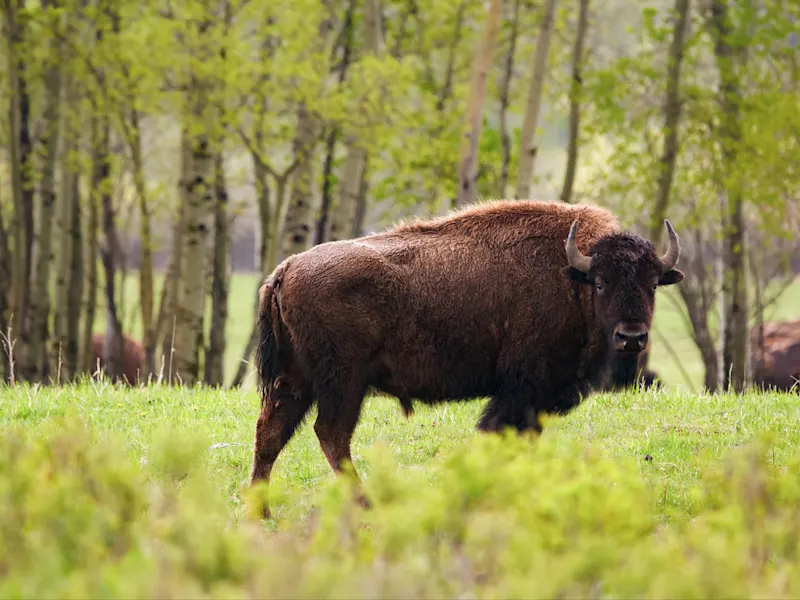 Edmonton, Alberta, Kanada Ein amerikanischer Bison in einer grünen Landschaft mit Bäumen im Hintergrund. Edmonton, Alberta, Kanada.