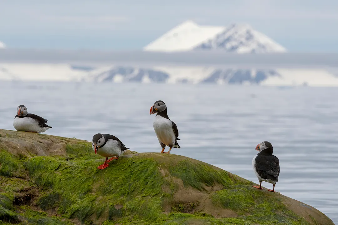 Gruppe von Papageientauchern auf einem mit Grünalgen bedeckten Felsen mit Bergen im Hintergrund - Spitzbergen - Norwegen

