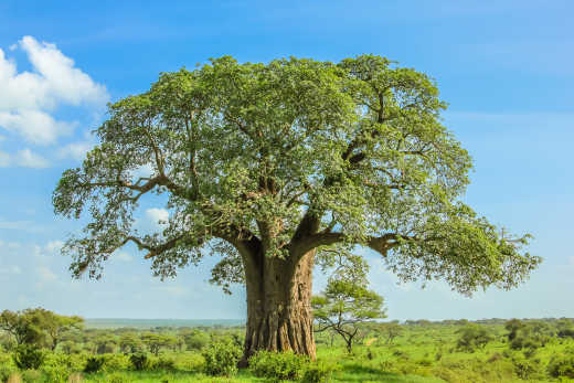 Baobab dans le parc national du Tarangire, en Tanzanie.
