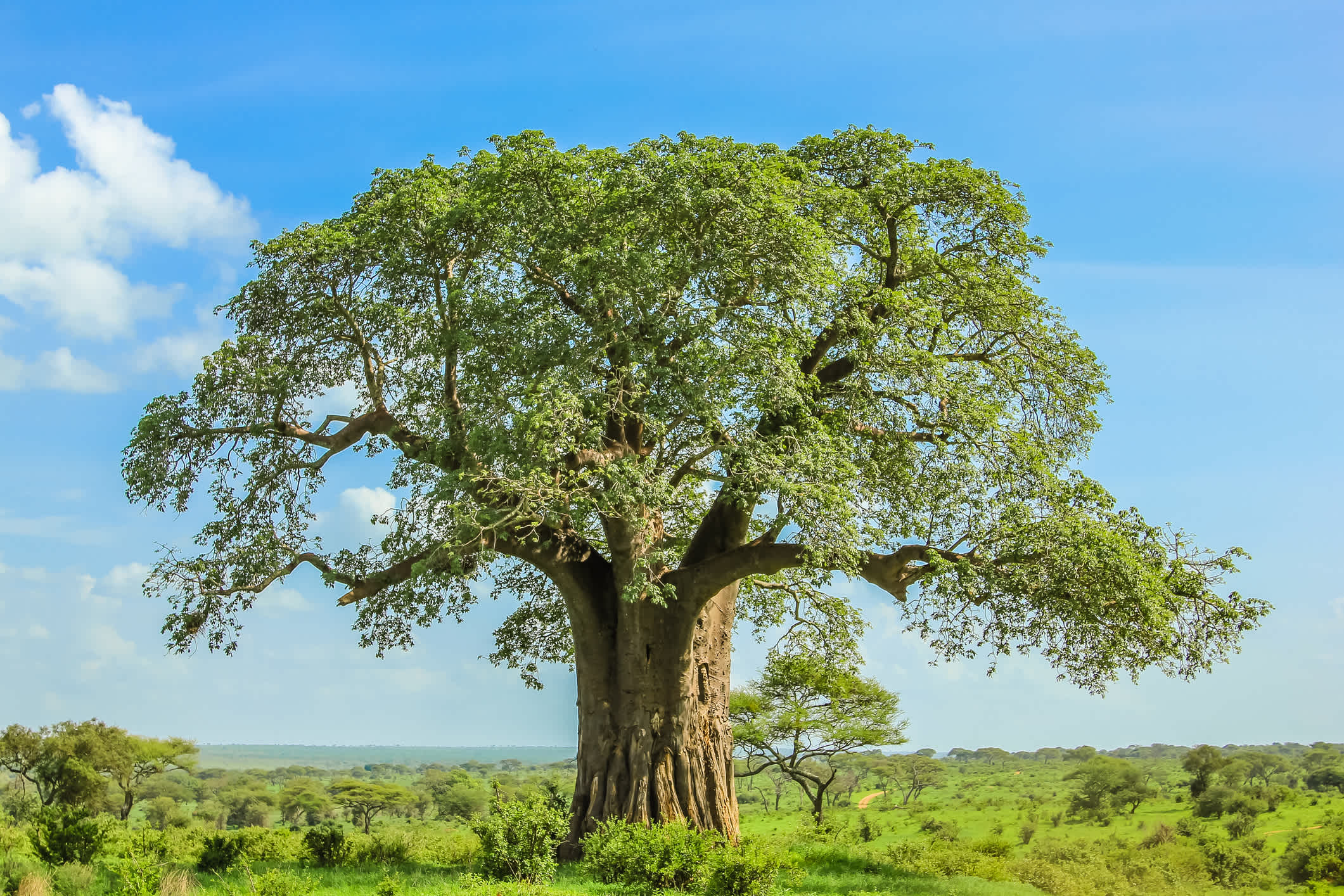Baobab-Baum im Tarangire-Nationalpark, Tansania.