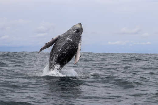 Observation des baleines et des dauphins au Costa Rica