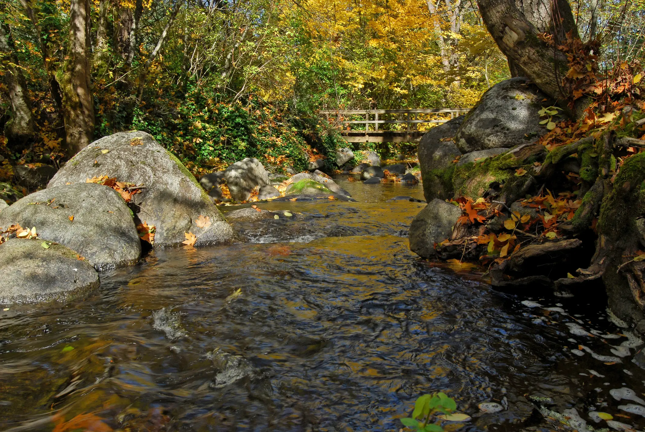 Klarer Bach mit großen Steinen in herbstlicher Waldlandschaft mit buntem Laub, Ashland, Oregon, USA.