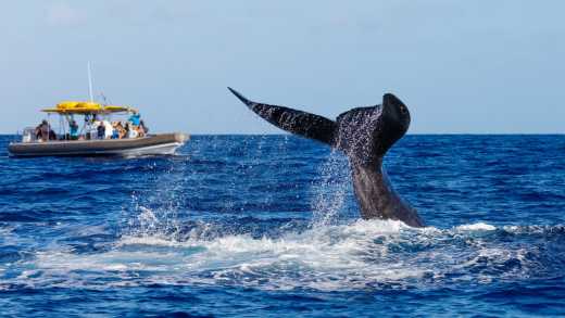 Baleines à bosse en plongée lors du Whale Watching Tour