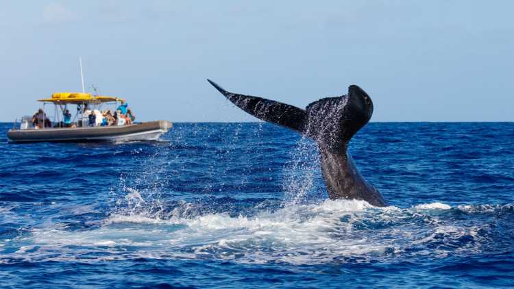 Tauchender Buckelwale beim Whale Watching Tour