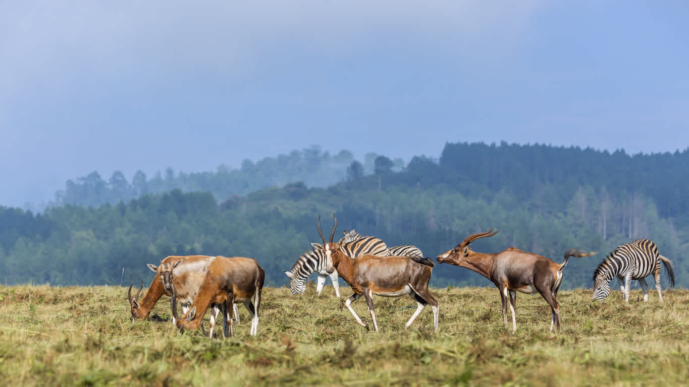 Blesbuck und einfache Zebras in Mlilwane Wildschutzgebiet, Swasiland