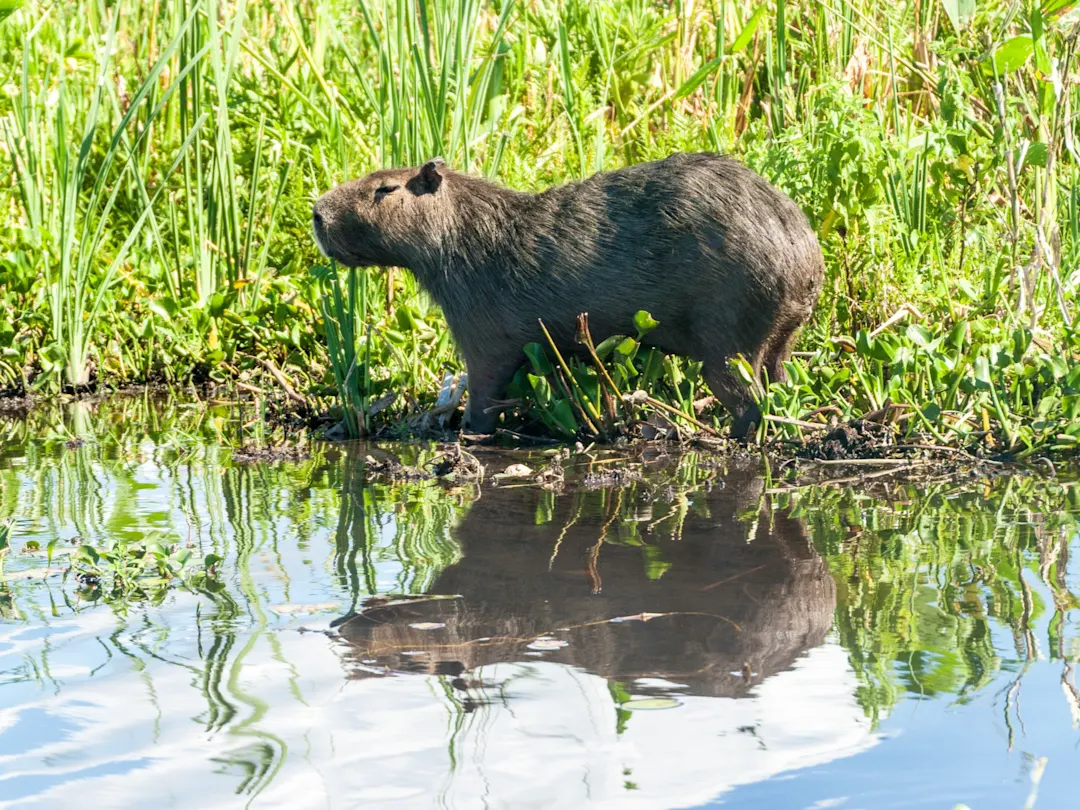Capybara in Esteros del Ibera, Argentinien