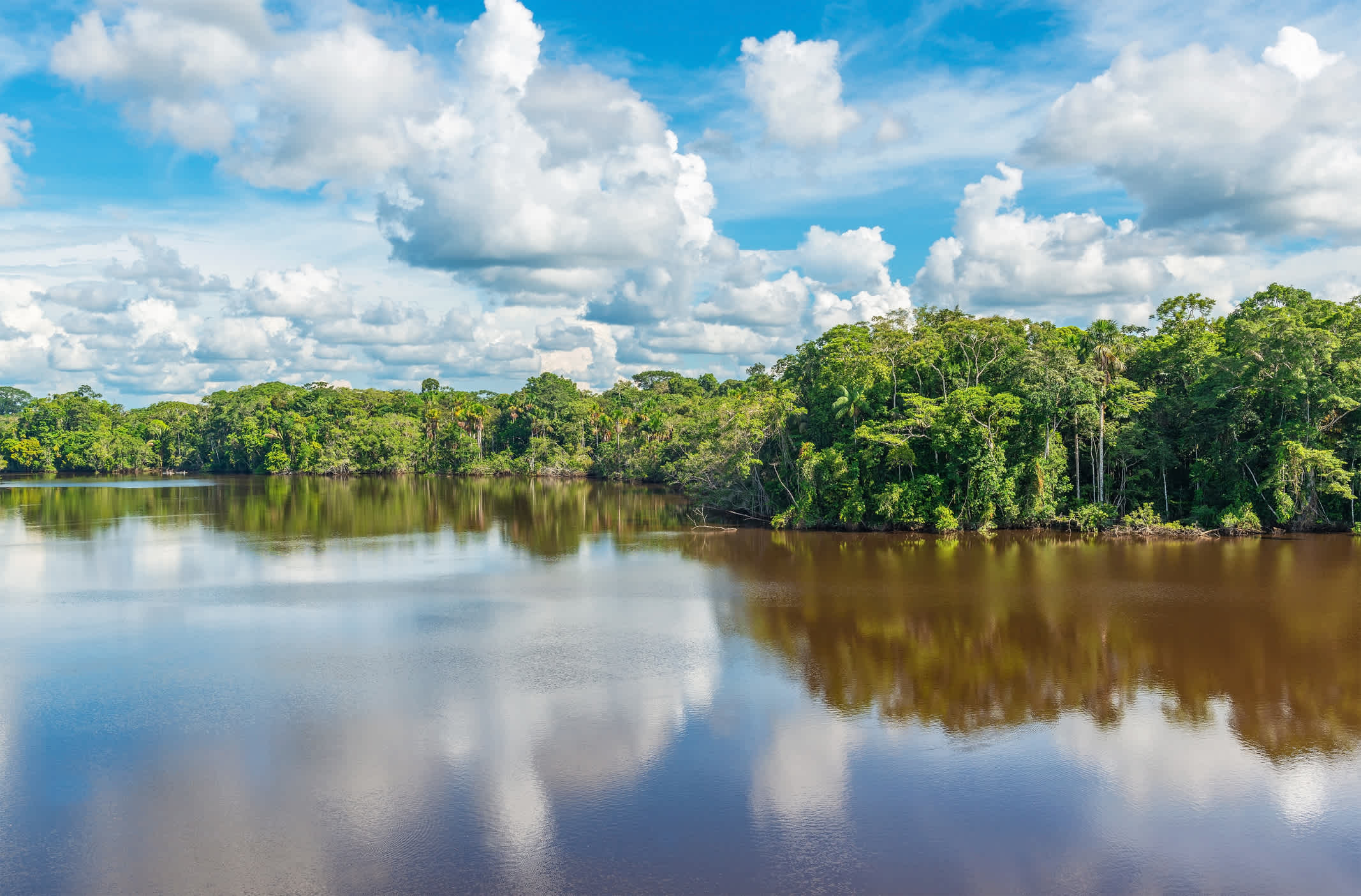 Rivière bordée de végétation dans la forêt amazonienne, en Équateur
