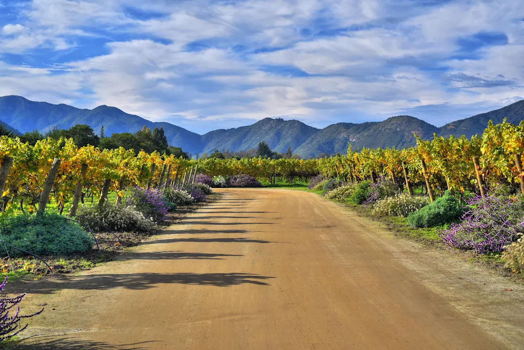 Sandweg durch einen Weinberg mit gelben Rebstöcken, lila Blumen am Wegesrand und Bergkette unter blauem Himmel.