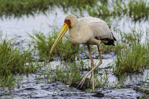 La cigogne à bec jaune au parc ornithologique, Durban, Afrique du Sud