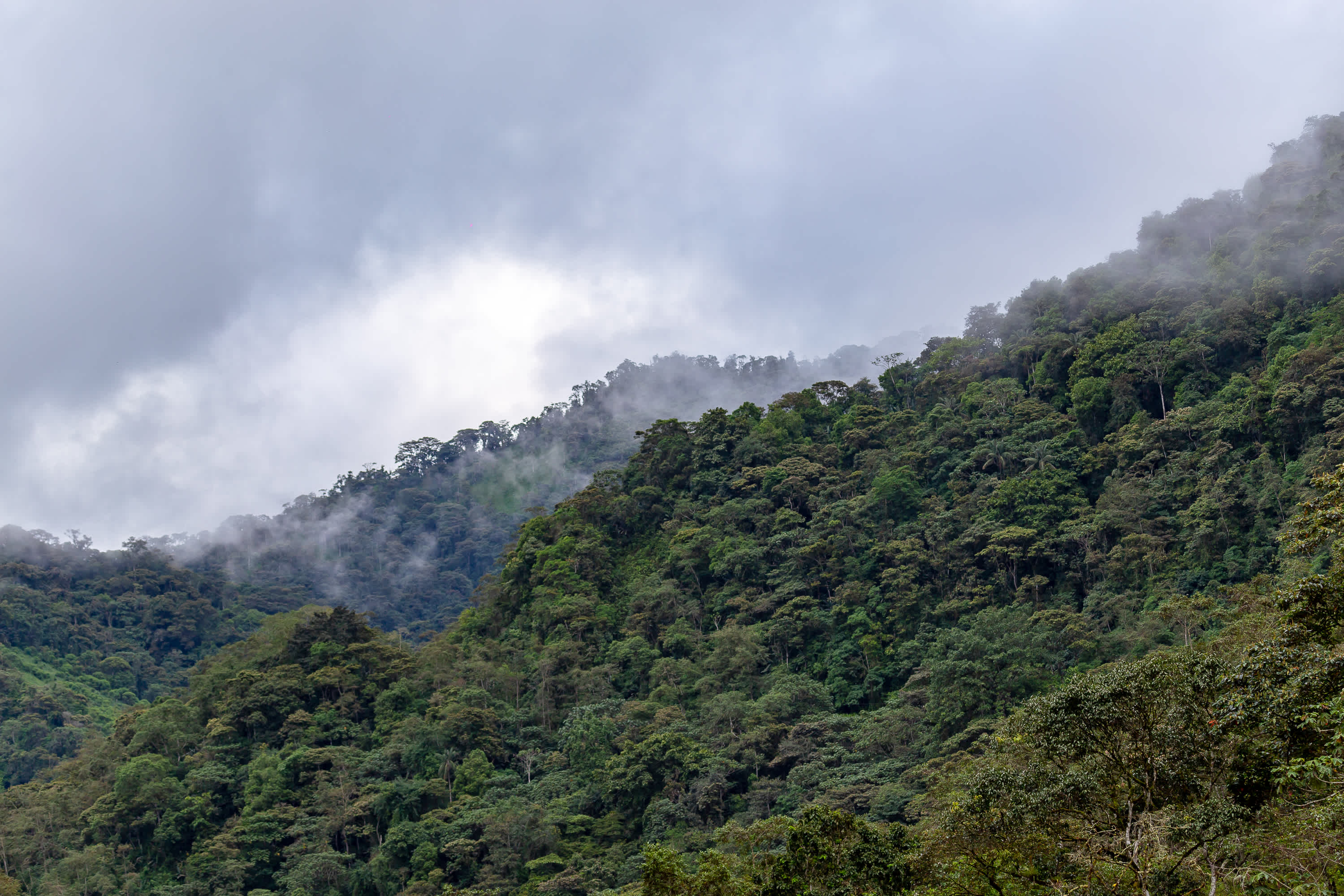 Forêt tropicale sur les montagnes dans la brume, à Bellavista, en Équateur.